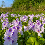 🌺Water hyacinth - “The violet flower crown that beautifies the world”🧚‍♀️🌿