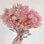 Rare Serruria florida Seeds - Blushing Bride