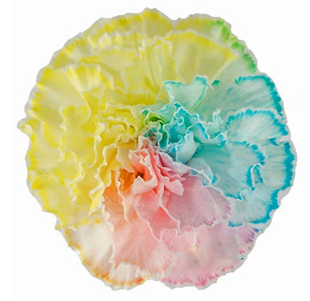 Mixed Color Carnations