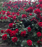 Garden Climbing Rose Flower Seeds