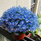 Lobelia Seeds - One of the best edging plants