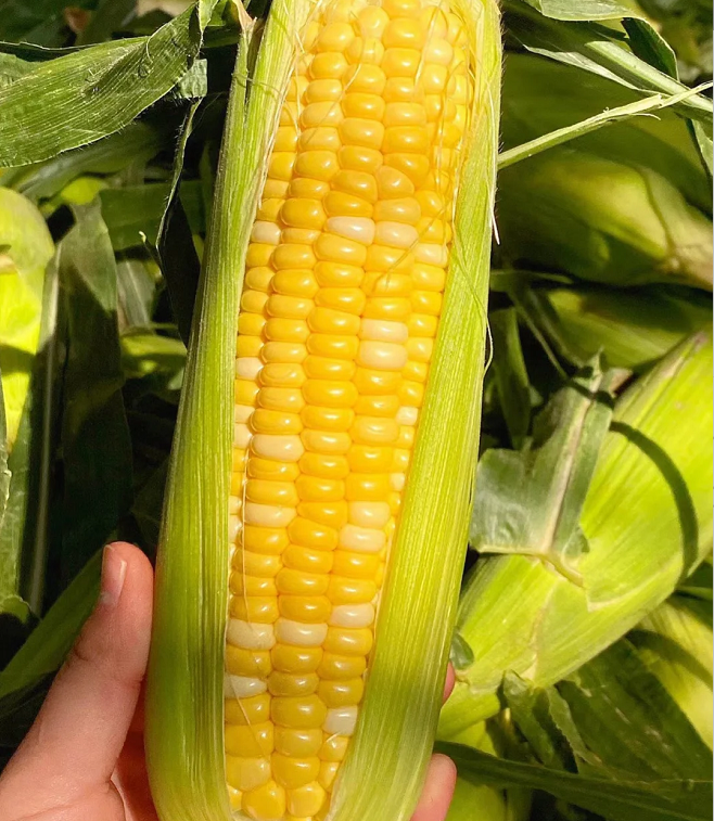 Fruit Corn Seeds for the Home Garden