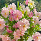 💐 Pansy Winter Elf Series - I Miss You Endlessly