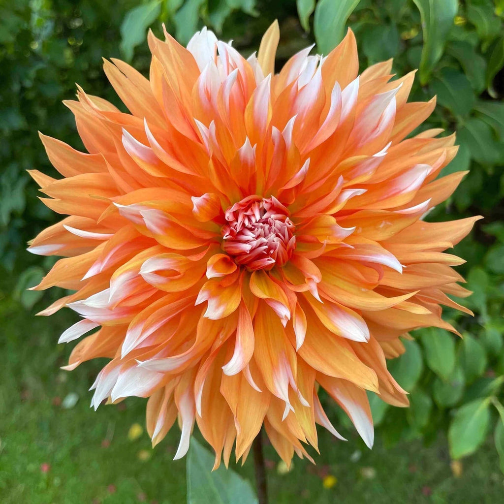 💐Colorful Dahlia Seeds-The Power of Life