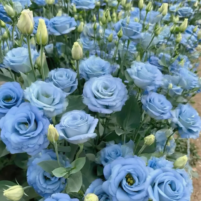 🌺Lisianthus - Sincere Love