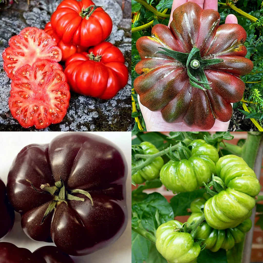 Multicolor Tomato Seeds-No Gmo