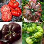 Multicolor Tomato Seeds-No Gmo