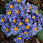 Primula Seeds Blue Zebra Primrose Seeds