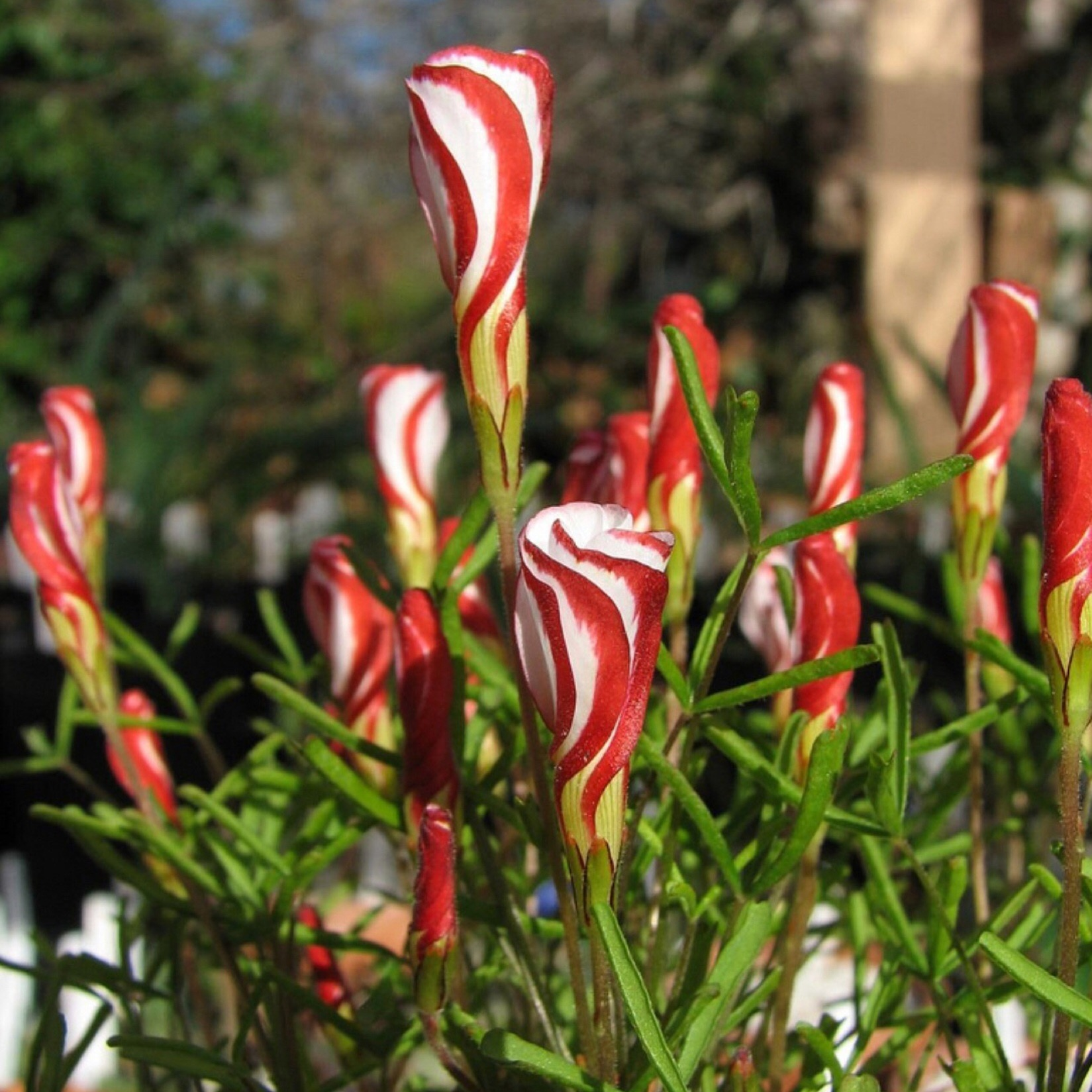 Oxalis Versicolor (Candy Cane Sorrel)