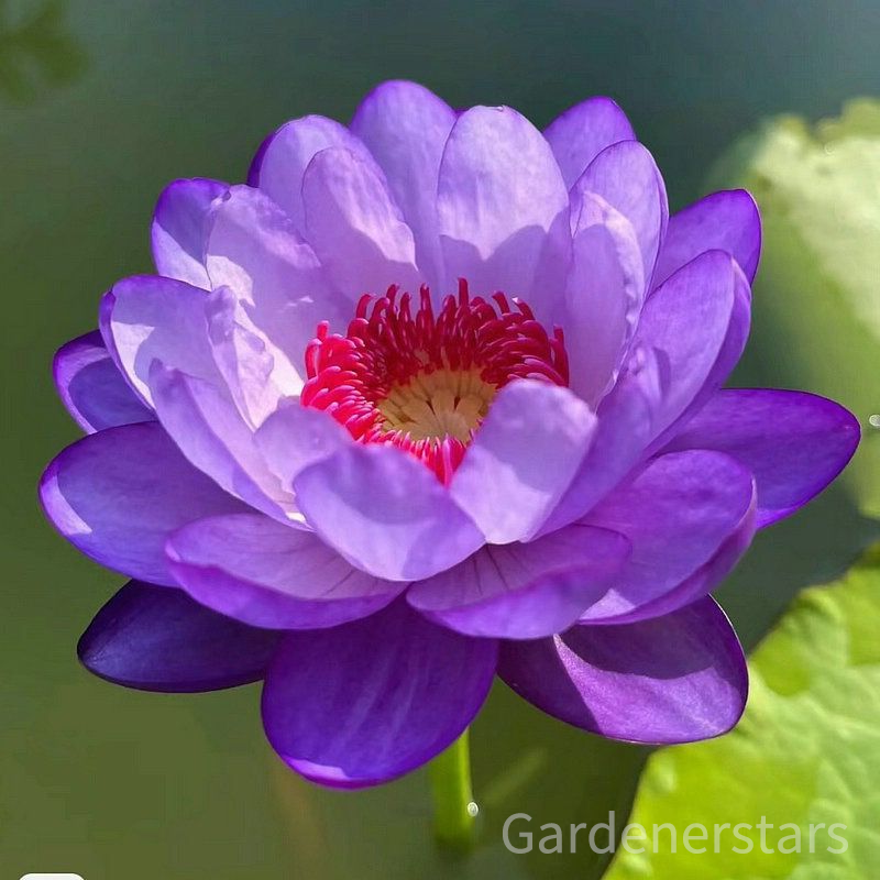 🌸[7 days germination]Last Day Up to 80% OFF💐The Sacred Bonsai Bowl Lotus Flower