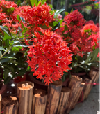 Dragon Boat Flower Seeds