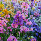Colorful Rapeseed Flower Seeds