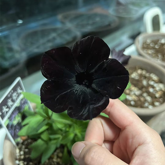 Petunia Black Velvet Seeds