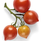 Tempting Tomatoes - Goodhearted