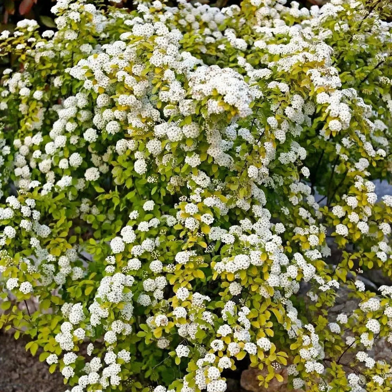💛Golden Fountain Spiraea