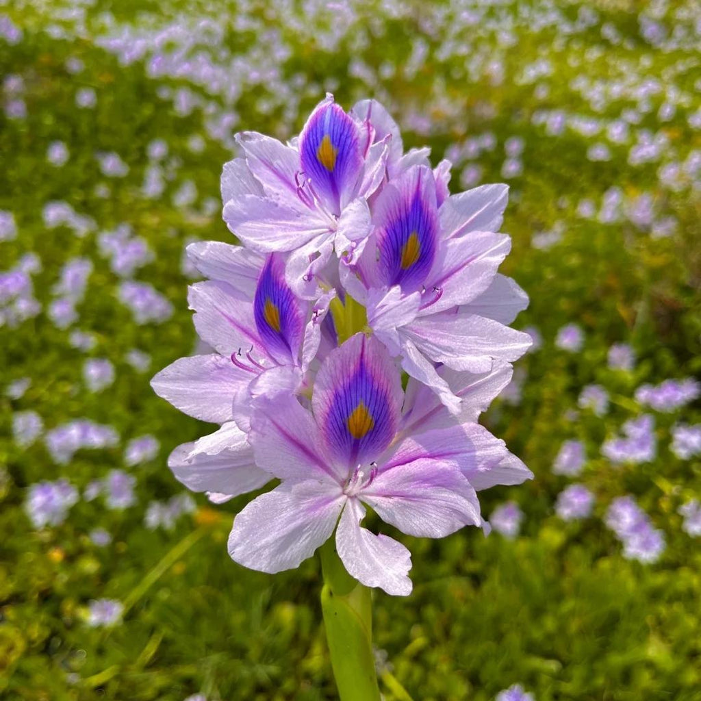 🌺Water hyacinth - “The violet flower crown that beautifies the world”🧚‍♀️🌿