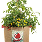 Tempting Tomatoes - Goodhearted