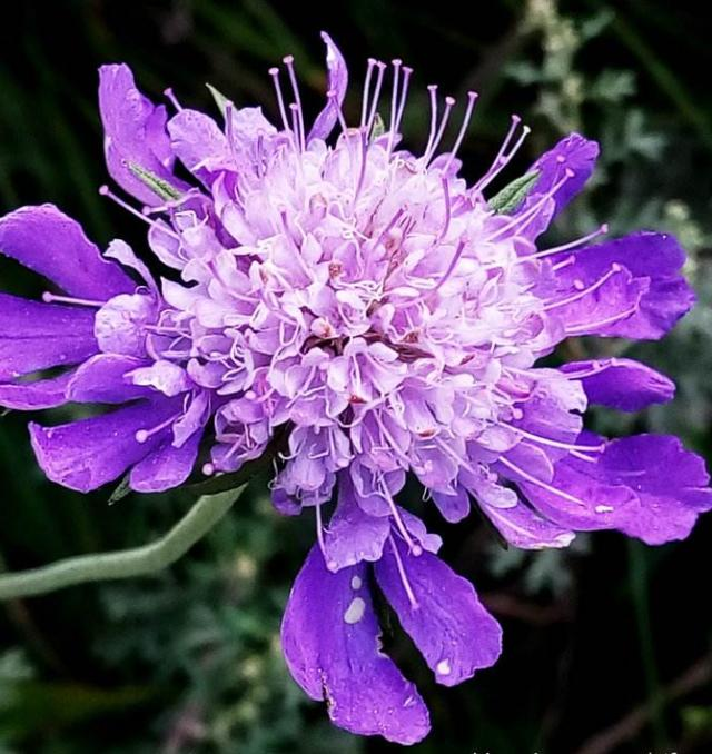 Scabiosa Comosa Seeds