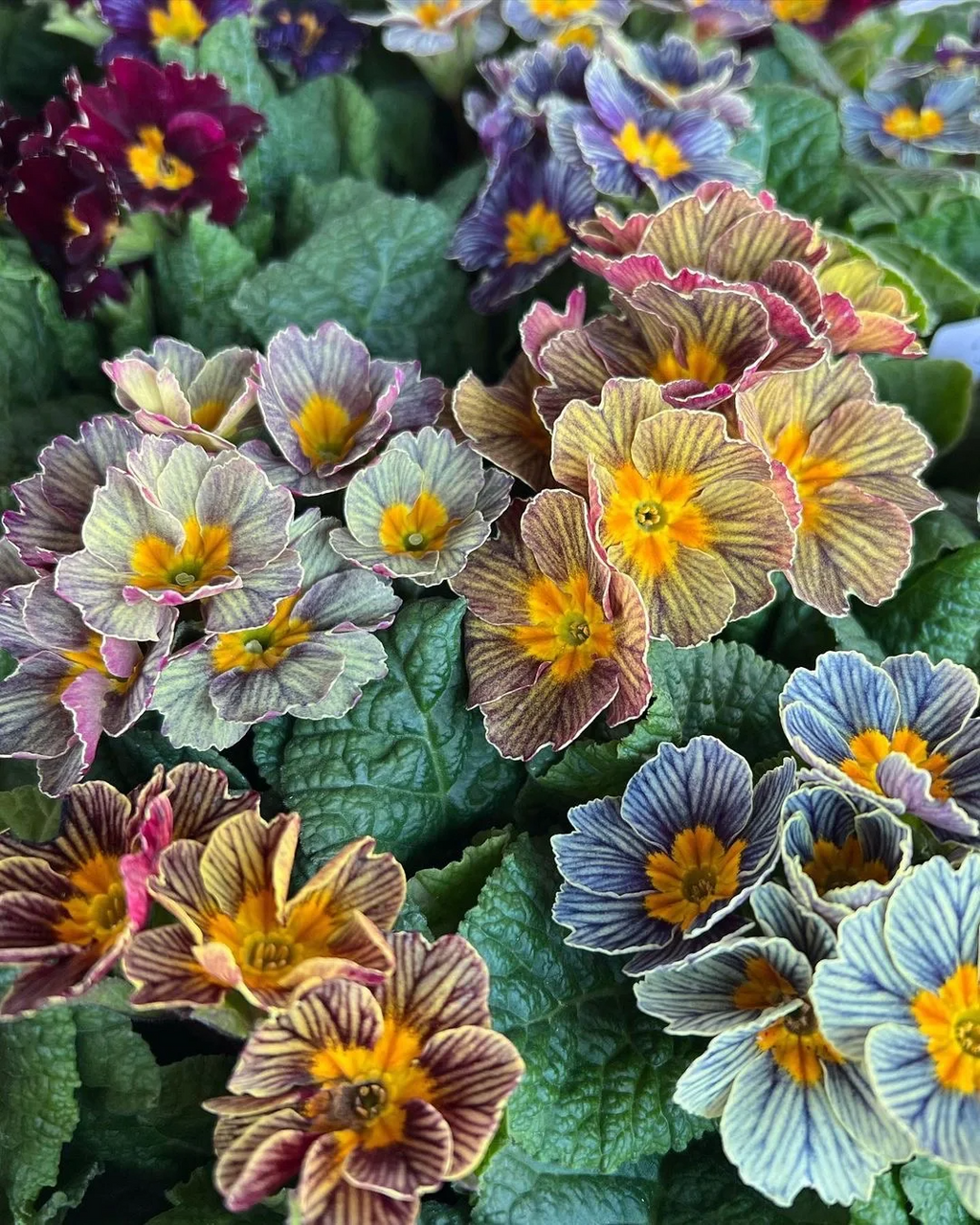 Mixed Color Primrose Seeds