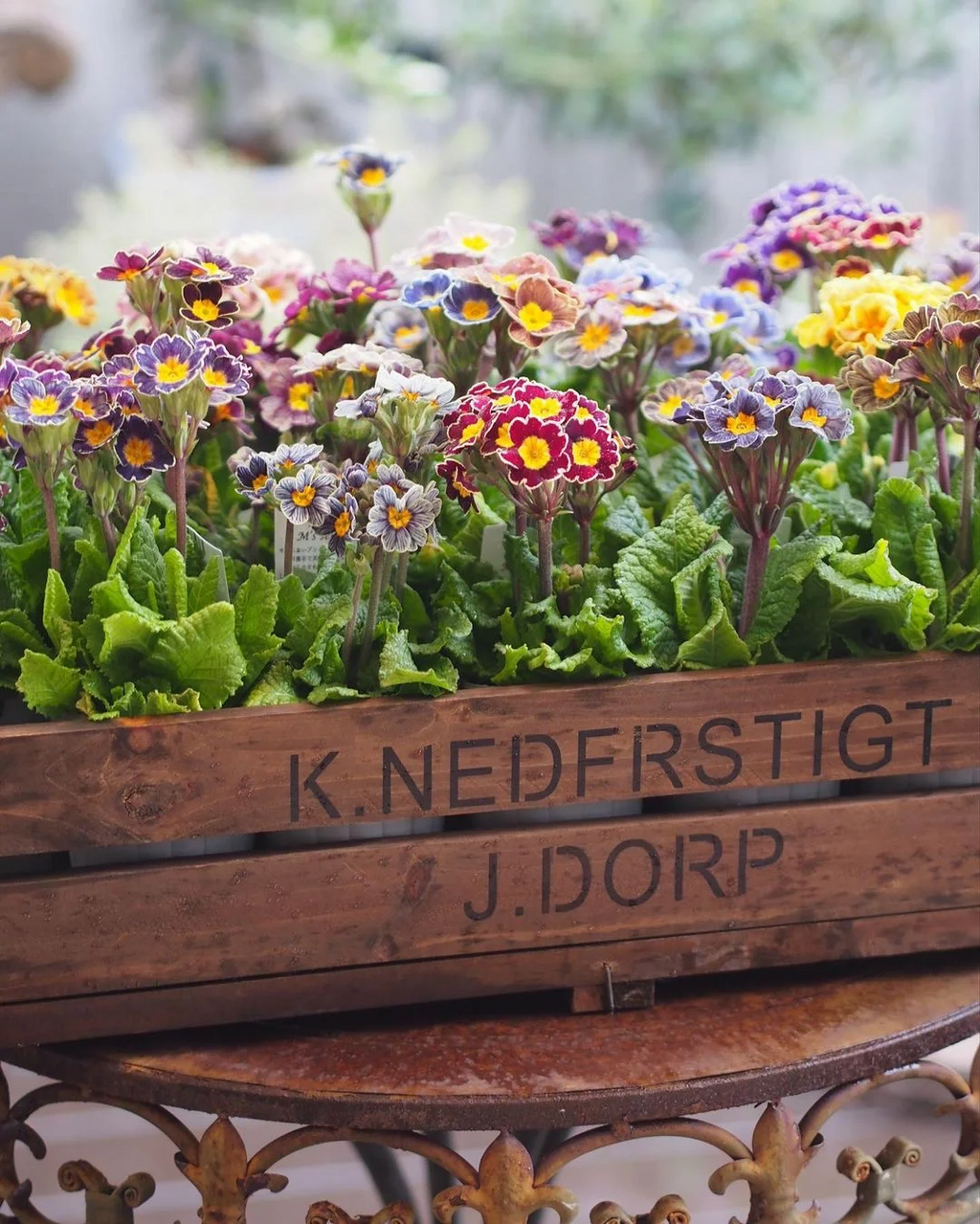 Mixed Color Primrose Seeds