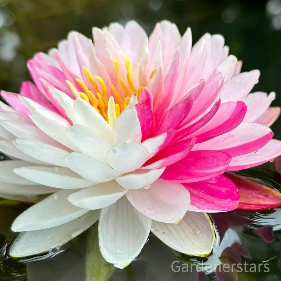 🌸[7 days germination]Last Day Up to 80% OFF💐The Sacred Bonsai Bowl Lotus Flower