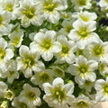 Saxifraga Stolonifera Seeds