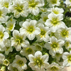 Saxifraga Stolonifera Seeds