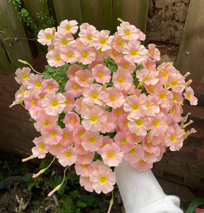 Multicolor Oxalis Seeds
