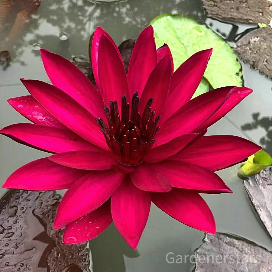 🌸[7 days germination]Last Day Up to 80% OFF💐The Sacred Bonsai Bowl Lotus Flower