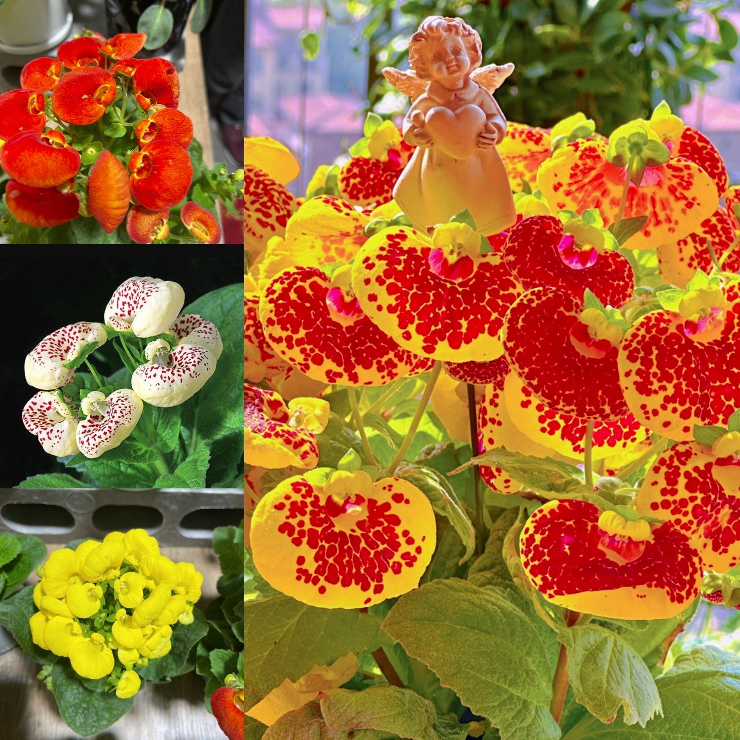 Calceolaria  Crenatiflora Seeds