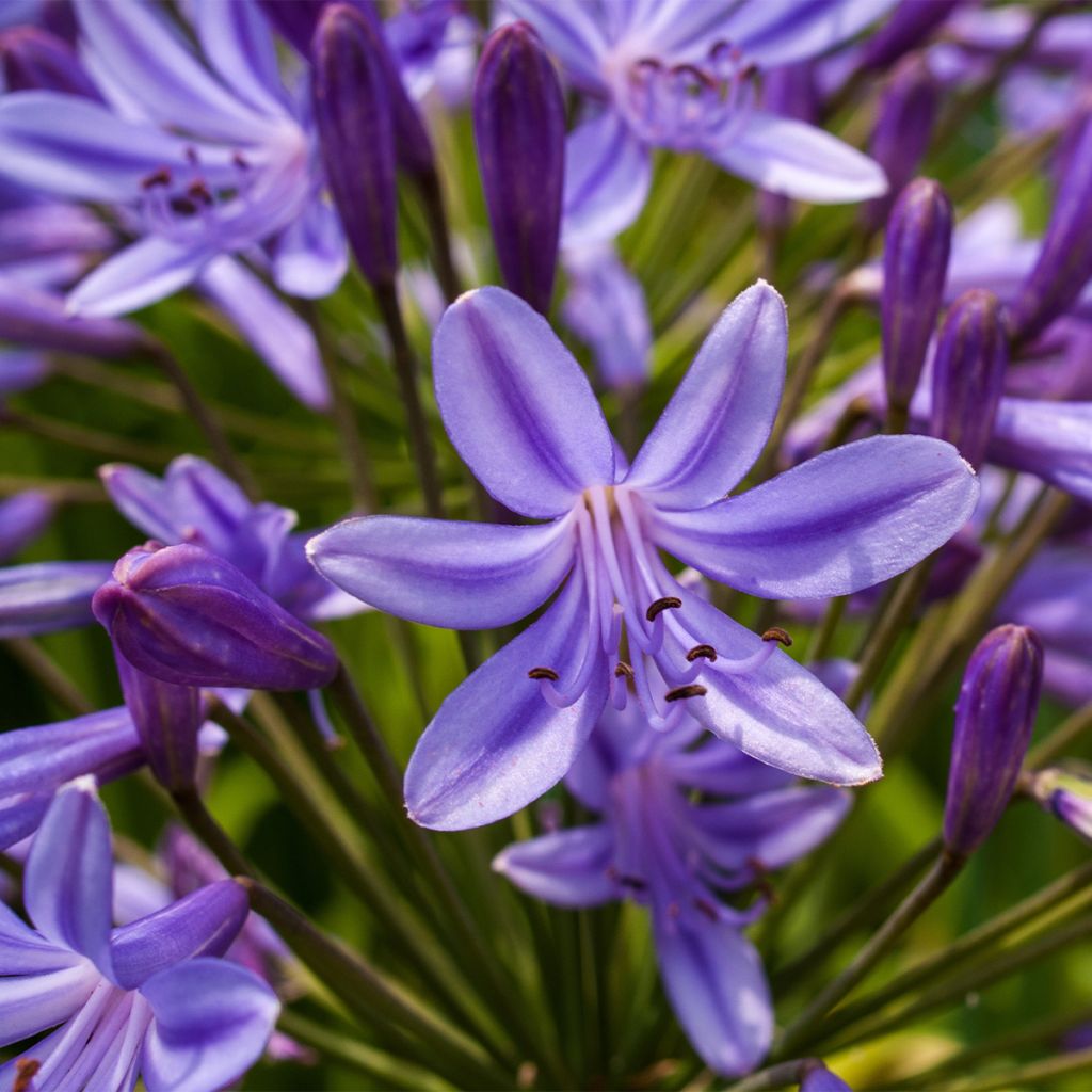 Agapanthus africanus 'Poppin Purple'
