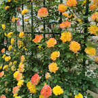 Climbing Rainbow Rose Seeds
