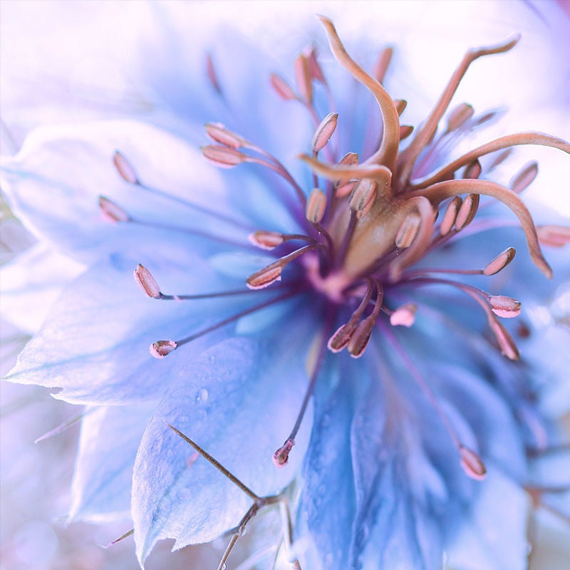 Love-In-A-Mist Seeds