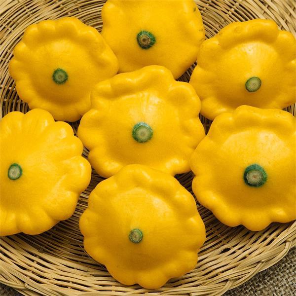 Pattypan Squash Seeds