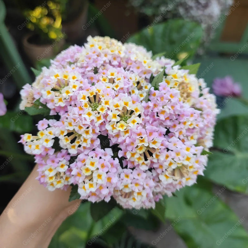 🌺Colorful Elf Lantana Seeds - Repels Mosquitoes And Flies