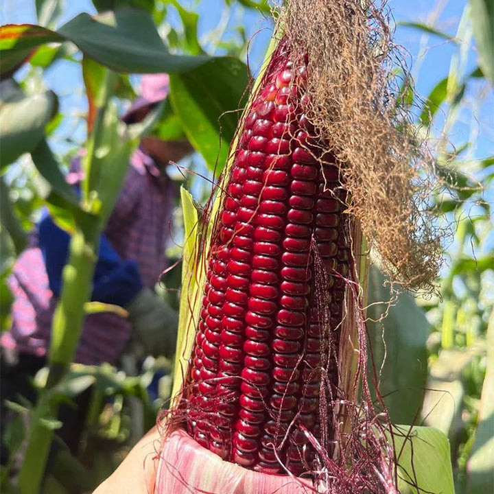 Fruit Corn Seeds for the Home Garden