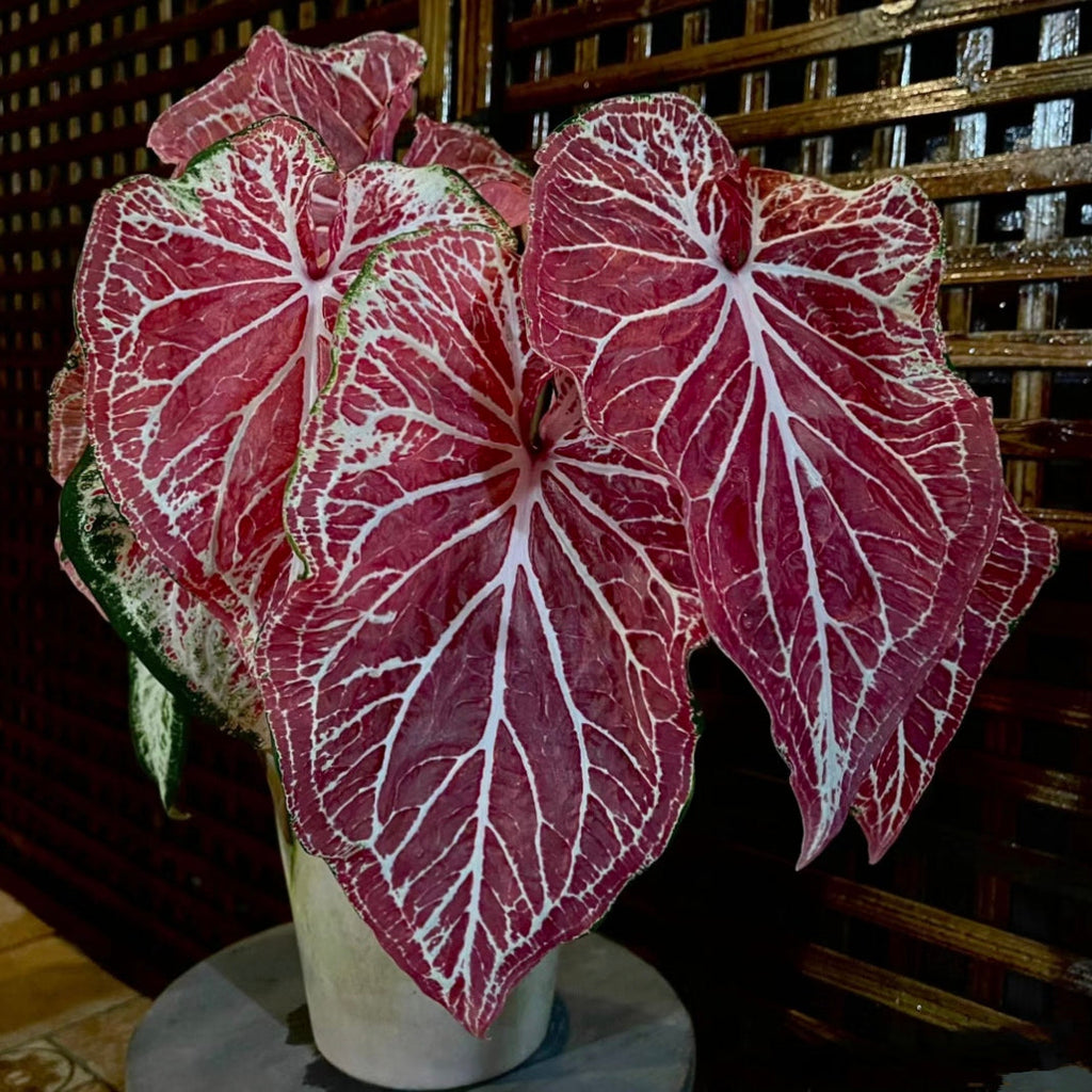 Peppermint Coleus Peperomia Obtusifolia Variegata Seeds