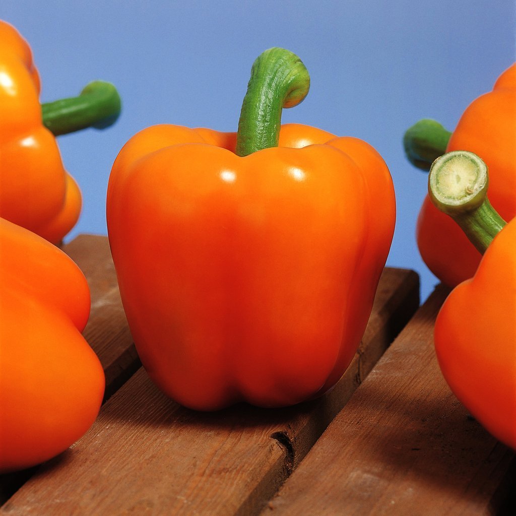 Pepper Milena F1 Organic