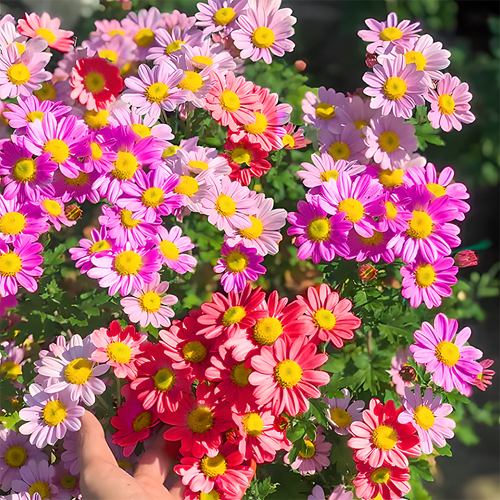Popular Groundcover-Daisy Seeds