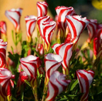 Oxalis Versicolor (Candy Cane Sorrel)