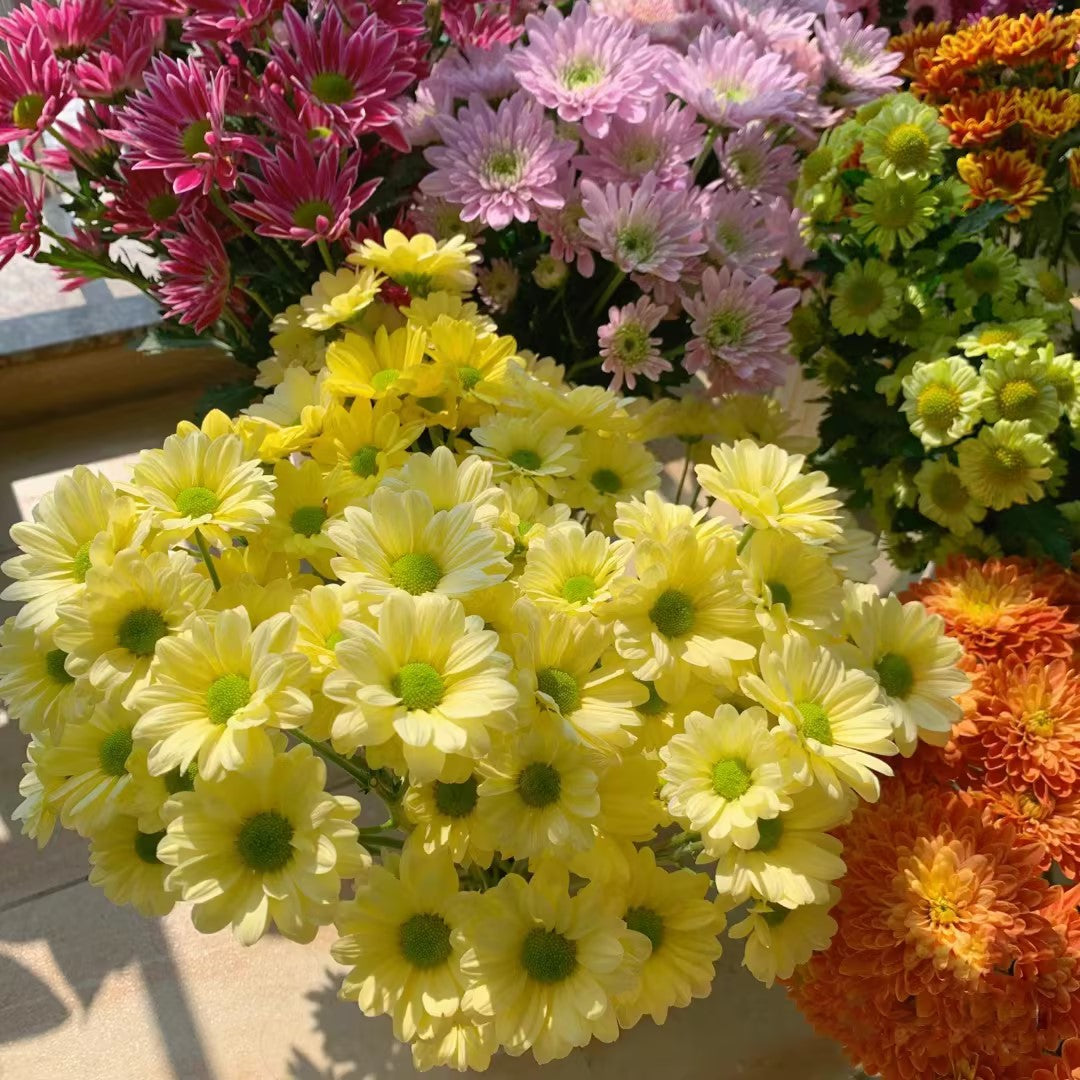 Small Daisies - Multi-color Flower Seeds