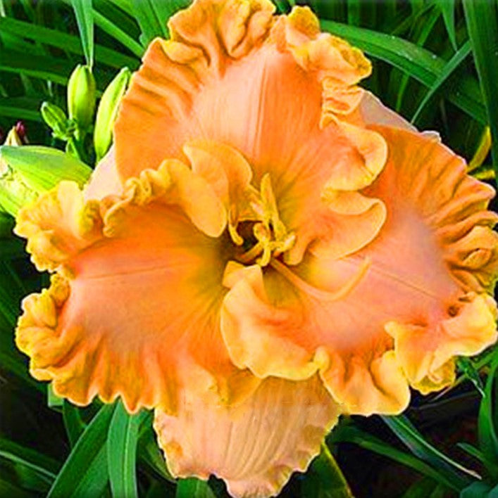Daylily Hybrid Flowers Seed
