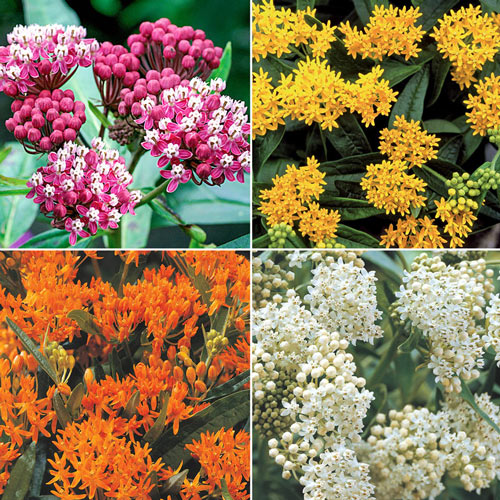 Asclepias Collection