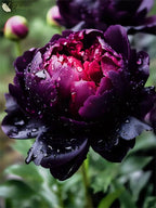Black Beauty Peony Flower Seeds