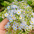 💐Emei scutellaria