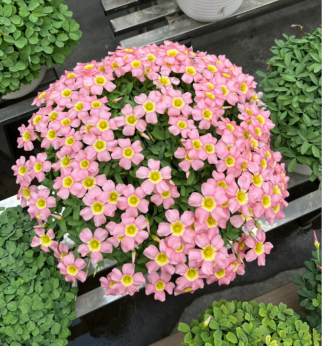 Multicolor Oxalis Seeds