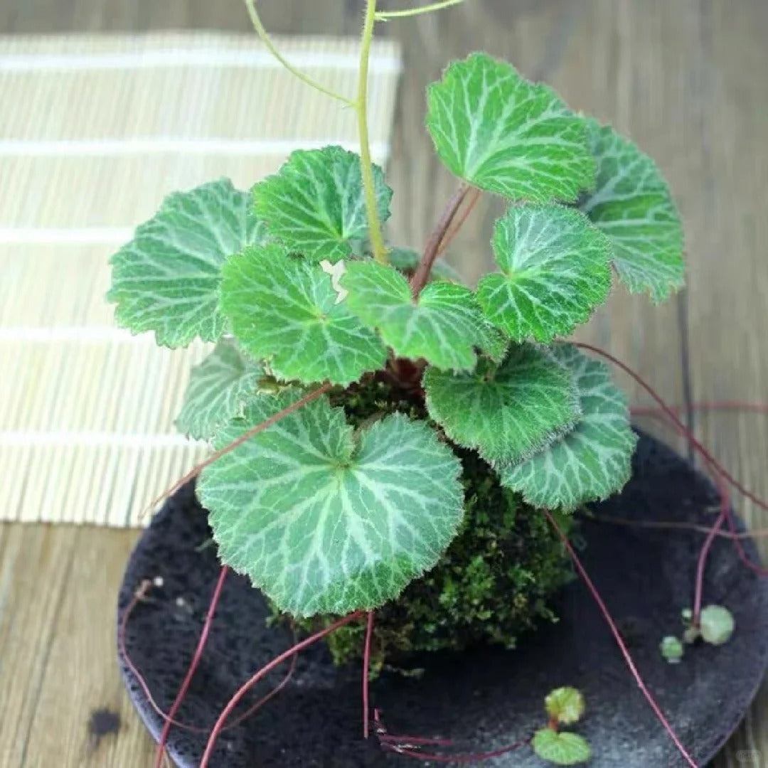 Saxifraga Stolonifera Seeds