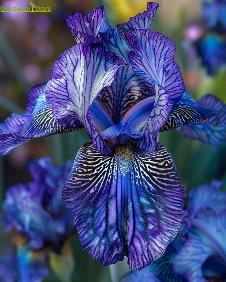 Multicolor Iris Seeds