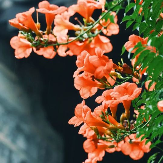 🧡Campsis Radicans -The First Choice For Wall-Climbing Plants
