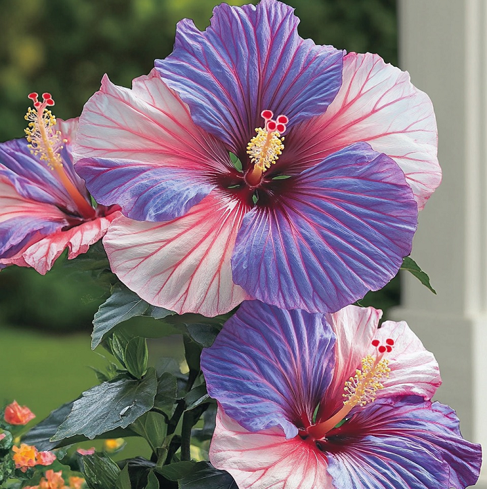 Multicolor Hibiscus Seeds